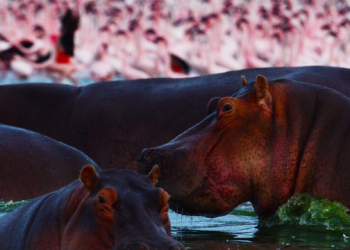 Hippo