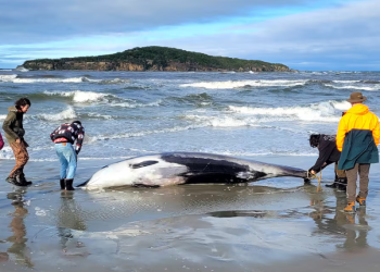 Whale
