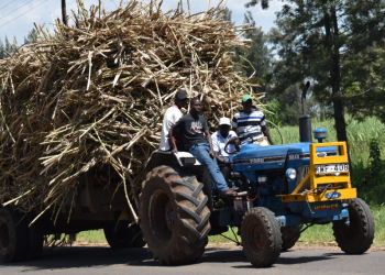 Farmers Face Losses As Cane Testing Units Remain Unused