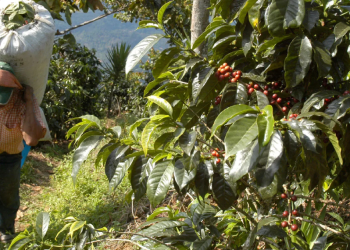 Farmers Protest Poor Returns Amid Sh382 Million Coffee Sale