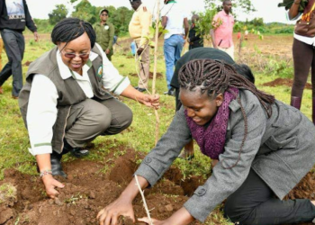 Kefri Faces Challenges In Seed Distribution