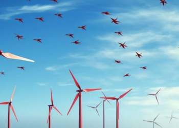 New Tool Aims To Protect Birds Amid Renewable Energy Expansion