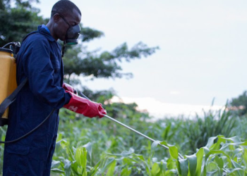 Study Warns Of Agricultural Crisis Due To Pest Control Withdrawals